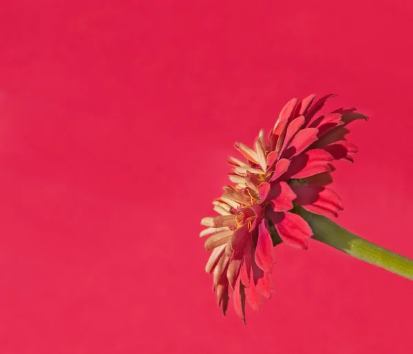 Red Zinnia on red background with copy space — Stock Photo, Image