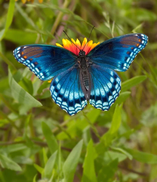 Red Spotted Purple Admiral Butterfly feeding on Indian Blanket flower — Stock Photo, Image