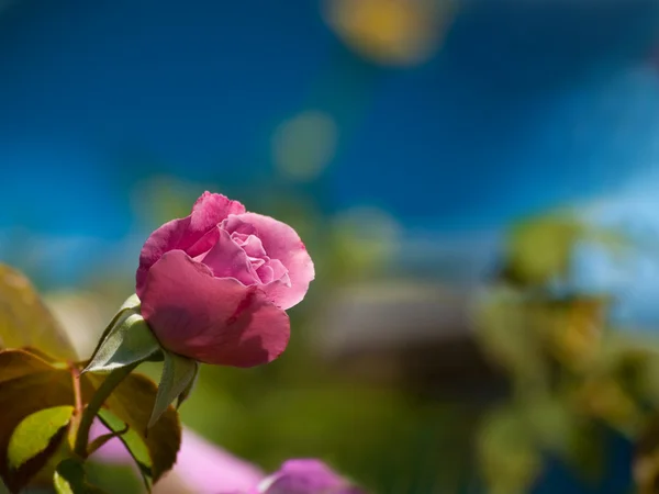 Rosa escura bonita rosa contra fundo azul profundo — Fotografia de Stock