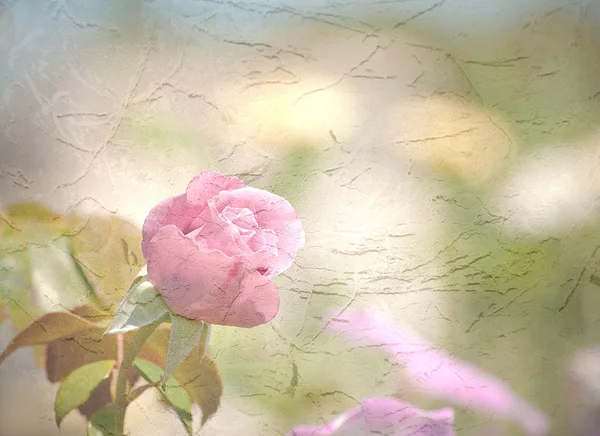 Светло-розовая роза на фоне античной текстуры — стоковое фото