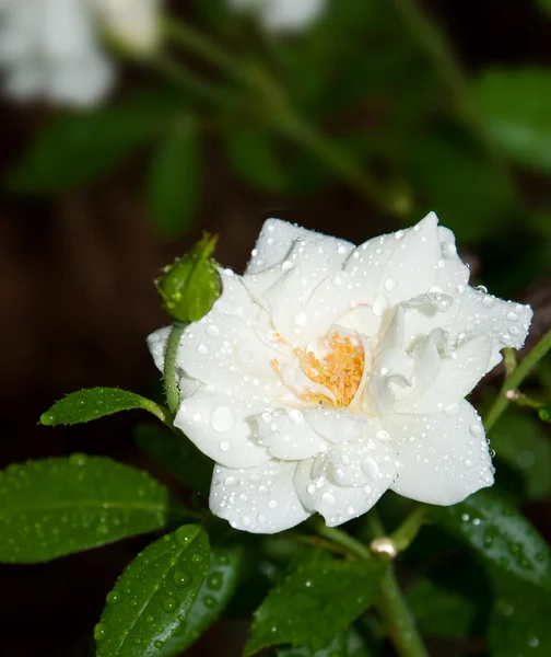 Delikat hvit rose med regndråper – stockfoto
