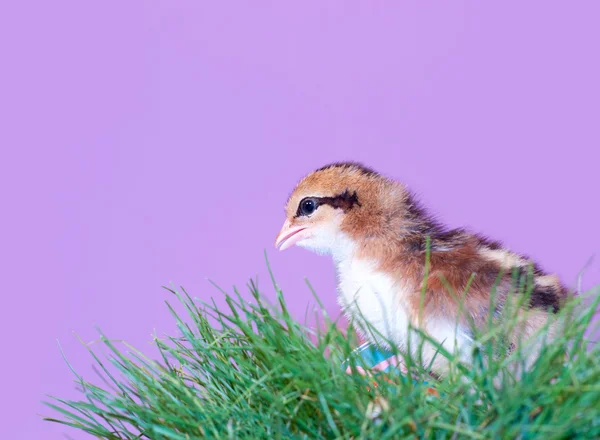 Cute brown striped Easter chick in grass — Stok fotoğraf