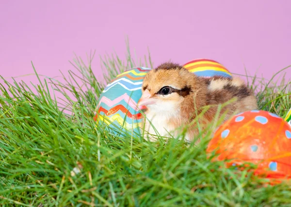 Милый, смело окрашенный пасхальный цыпленок отдыхает на весенней траве — стоковое фото