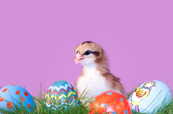 Pollito de Pascua de color ardilla en la hierba con coloridos huevos de Pascua —  Fotos de Stock