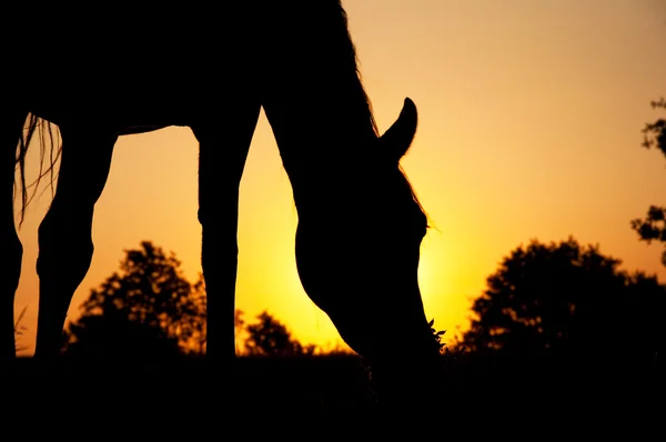 Silueta de un caballo pastando contra el sol naciente — Foto de Stock