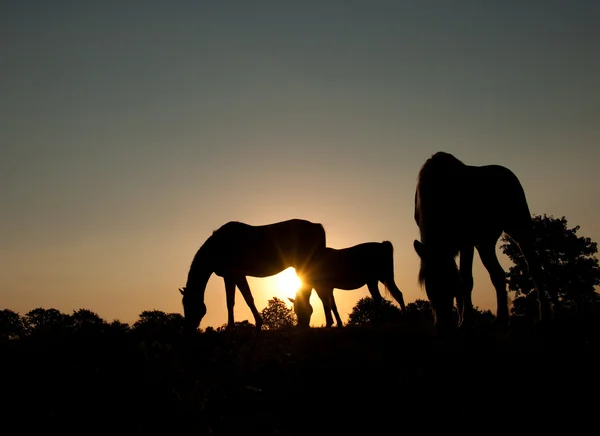 Siluetas de tres caballos de pastoreo contra el sol naciente — Foto de Stock
