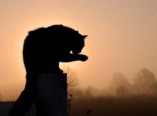 Silhouette einer schwarzen langhaarigen Katze, die seine Pfote wäscht — Stockfoto