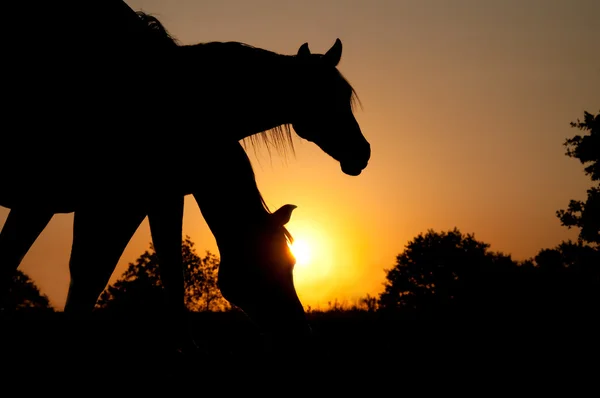 Dos caballos silueta contra el sol naciente — Foto de Stock