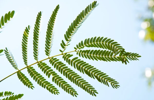 stock image Silk tree leaf against sunny sky