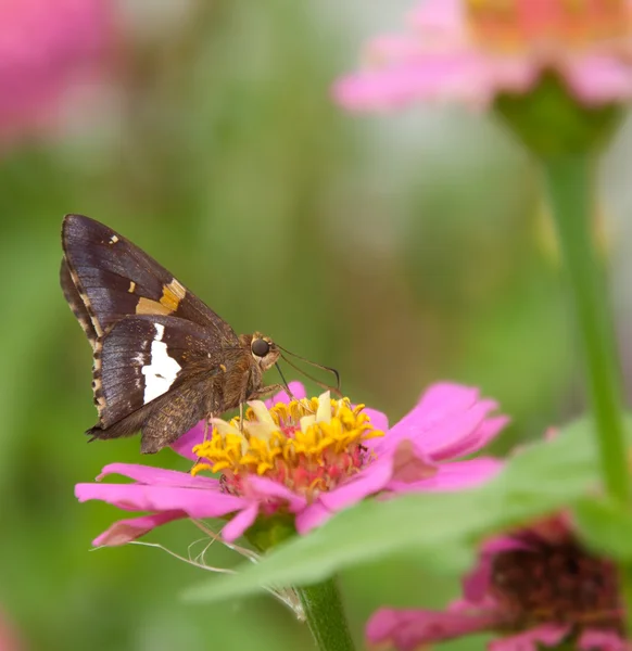 Серебристо-пятнистая бабочка, питающаяся розовой Зиннией — стоковое фото