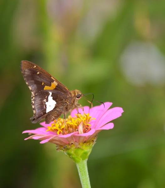 Kaptan silver benekli kelebek üzerinde minik pembe zinnia besleme — Stok fotoğraf