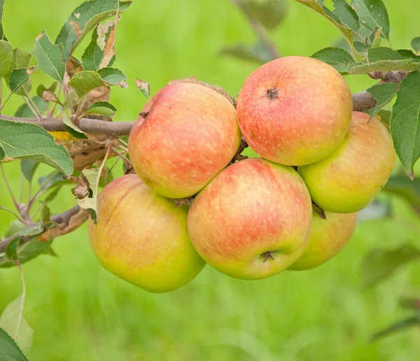 Яблоки, растущие на дереве — стоковое фото