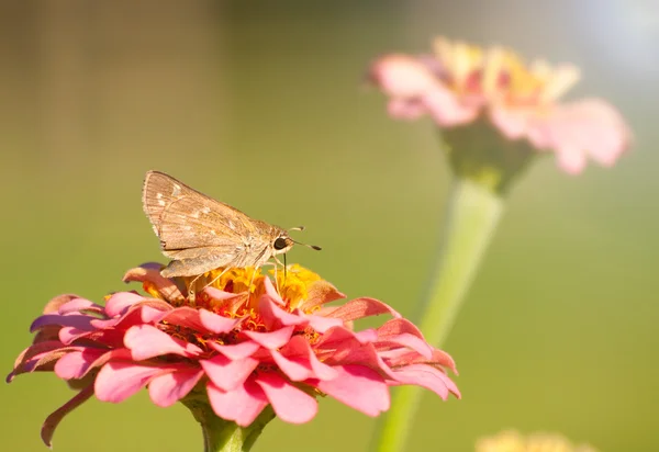 Tiny Skipper Butterfly alimentándose de un Zinnia rosa — Foto de Stock