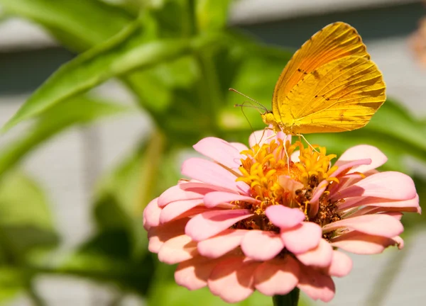 Schläfriger orangefarbener Schmetterling ernährt sich von Zinnia-Blume — Stockfoto