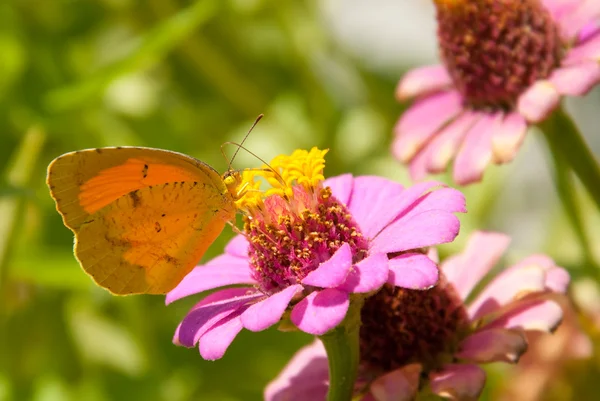 Schläfriger oranger Schmetterling — Stockfoto
