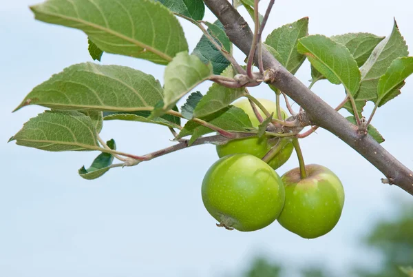 Młode jabłka rosnące na drzewie — Zdjęcie stockowe