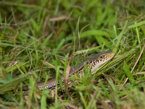 Serpente forrada na grama — Fotografia de Stock