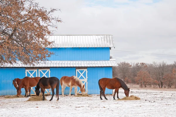 Gruppe von Pferden frisst ihr Heu vor einer blauen Scheune — Stockfoto