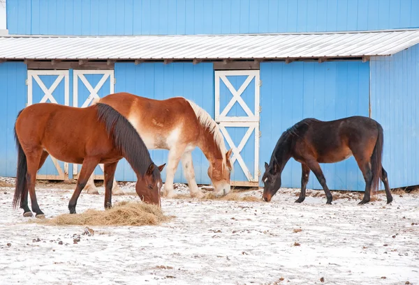 Three horses eating hay on a cold winter day in front of a blue barn — Stock Photo, Image