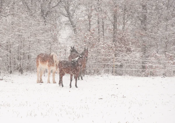 Cztery konie w kurzawie bardzo ciężkie, coraz pokryte śniegiem — Zdjęcie stockowe