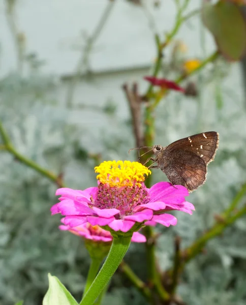 Südlicher Schmetterling ernährt sich von rosa Zinnien — Stockfoto