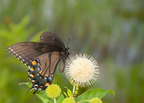Black morph of an Eastern Tiger Swallowtail butterfly — Stock Photo, Image