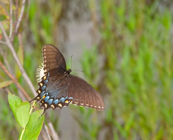 Morfo nero di una farfalla Eastern Tiger Swallowtail — Foto Stock
