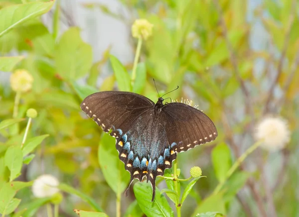 Black morph of an Eastern Tiger Swallowtail butterfly — Stock Photo, Image