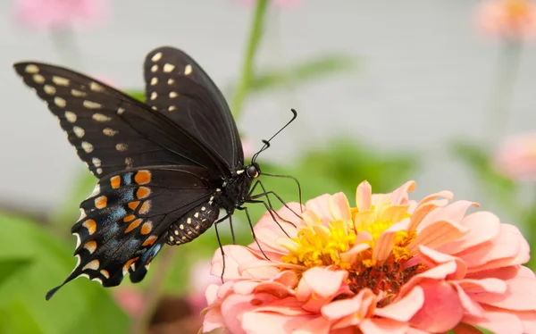 Hafif pembe zinnia üzerinde güzel spicebush swallowtail — Stok fotoğraf