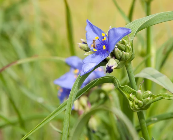 Delicata viola Spiderwort fioritura al sole estivo — Foto Stock