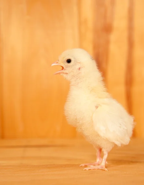 Žlutá velikonoční kuřátko s zobáku otevřené, volání — Stock fotografie