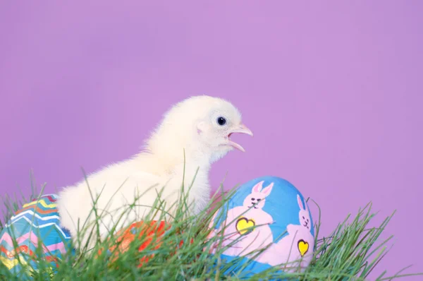 黄色复活节小鸡辨丰富多彩的蛋在草丛中 — 图库照片