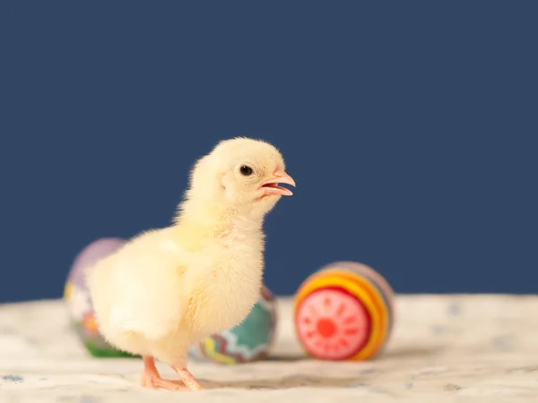 Polluelo bebé con coloridos huevos de Pascua sobre fondo azul — Foto de Stock