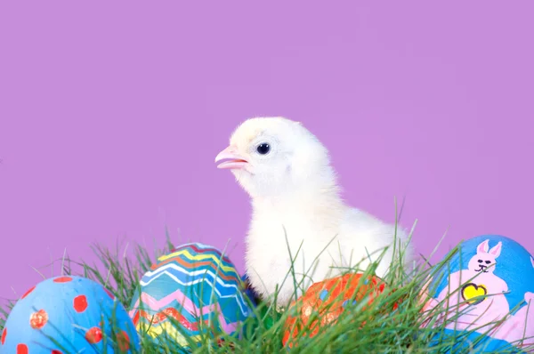 Cute yellow Easter chick in grass — Stock Photo, Image
