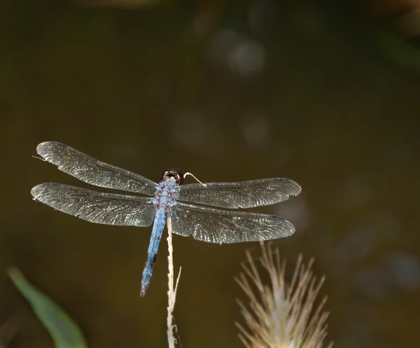 Swift Skimmer dalle ali lunghe libellula appollaiata su un gambo asciutto — Foto Stock