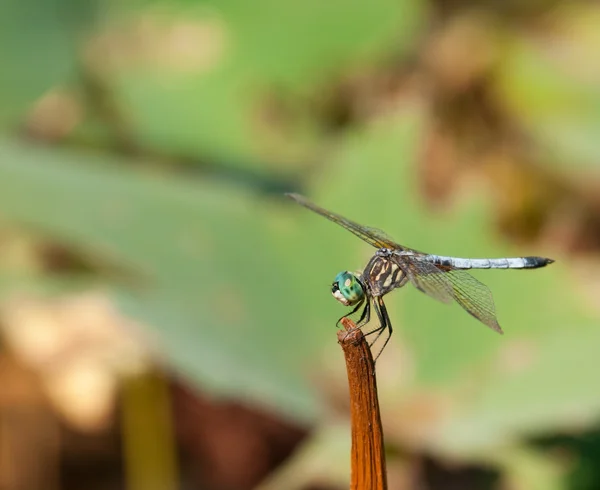 Swift Long-winged Skimmer dragonfly resting on a stem — Stock Photo, Image