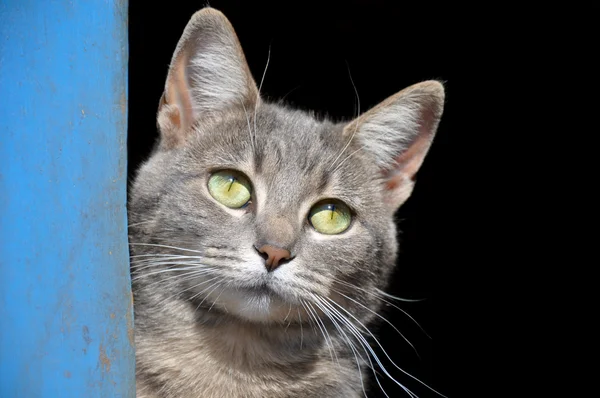 Schöne blau gestromte Katze schaut aus einer blauen Scheune — Stockfoto