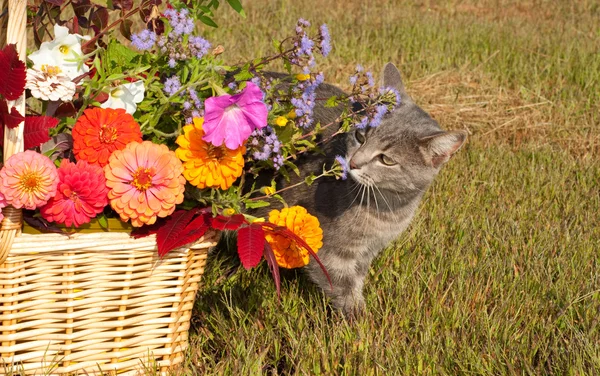 stock image Blue tabby cat sniffing brilliantly colored flowers