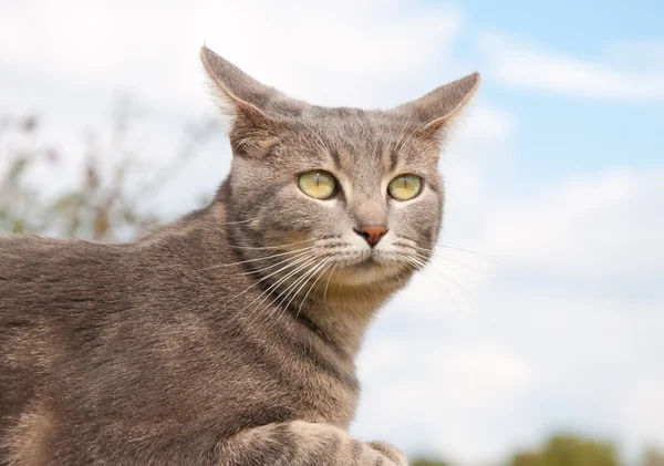 Blue tabby kitty cat looking confused — Stock Photo, Image