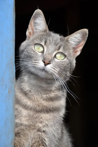 Blue tabby cat at the door of a blue barn