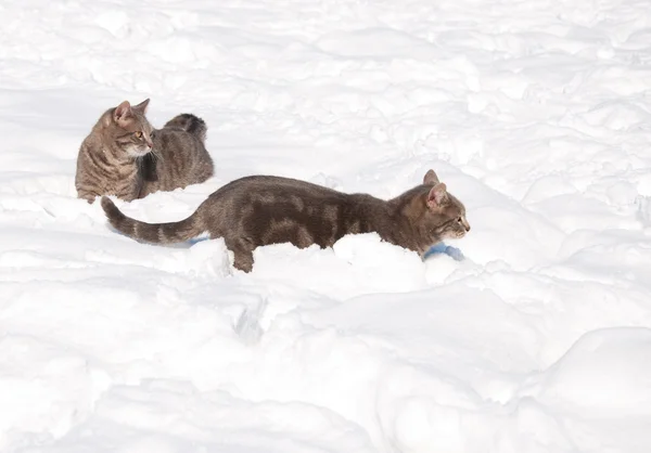 Two blue tabby cats in deep snow on a cold sunny winter day — Stock Photo, Image