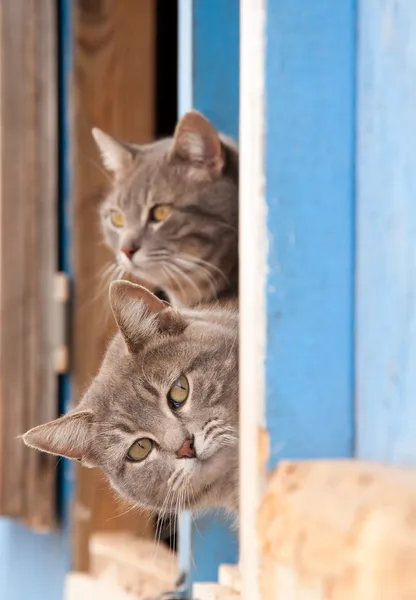 Two blue tabby cats on a half door of a blue barn — Stock Photo, Image