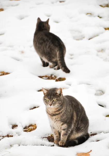 2 つの青色のトラ猫冷たい湿った雪で冬の日 — ストック写真
