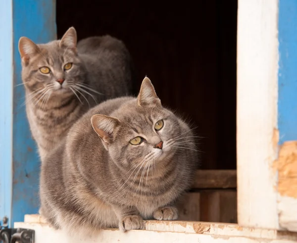 Dois gatos azul tabby em uma meia porta de um celeiro azul — Fotografia de Stock