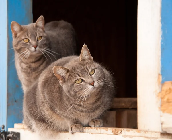 Two blue tabby cats on a half door of a blue barn