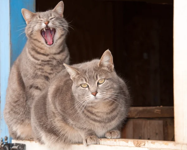 Two beautiful blue tabby cats on top of a Dutch door of a blue barn — Stock Photo, Image