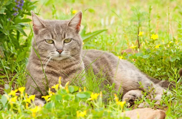 Azul gato tabby cercado por flores silvestres — Fotografia de Stock