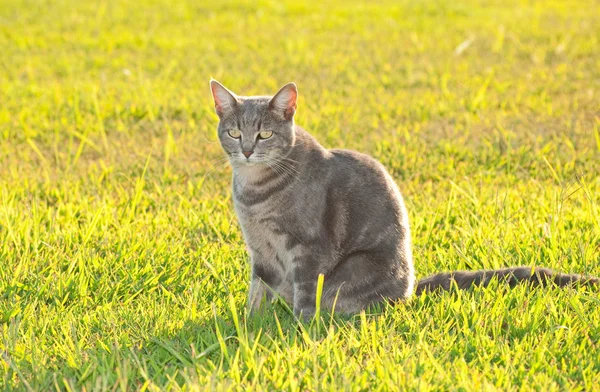 Vrij blauw tabby kitty kat in groen gras in felle middagzon — Stockfoto
