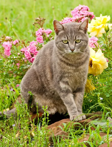 Bonito azul tabby gatinho gato contra colorido flor fundo — Fotografia de Stock