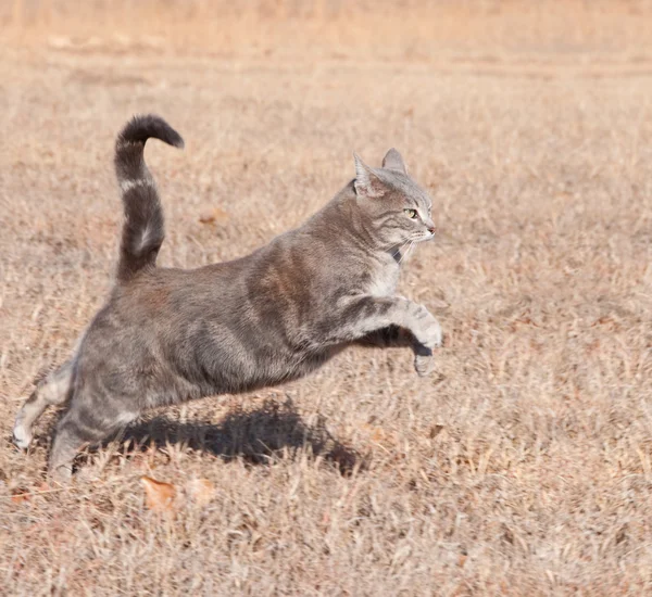 Vackra blå tabby katt hoppar när du kör i torr vinter gräs — Stockfoto